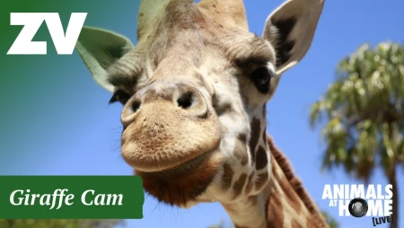 Giraffe Cam at Melbourne Zoo